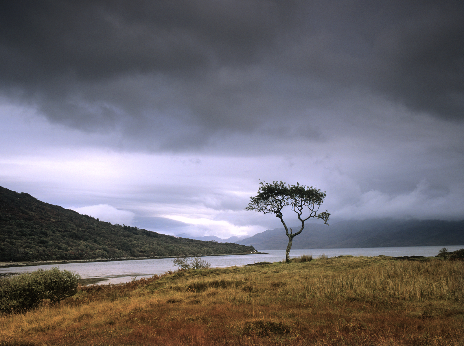 iStock_000009445698MediumA lone tree on the banks of Loch Na Dah on the Isle of Skye